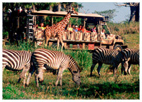 Disney's Animal Kingdom - Africa - Kilimanjaro Safaris Expedition