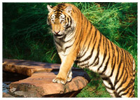 Disney's Animal Kingdom - Asia - Maharajah Jungle Trek