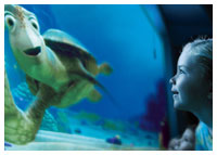 Disney's Epcot - Entertainment - Turtle Talk with Crush